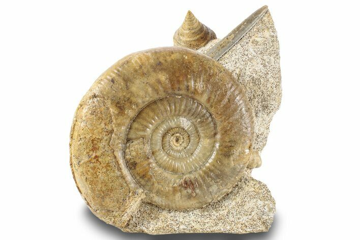 Jurassic Ammonite With Gastropod & Belemnite Fossil - France #244479